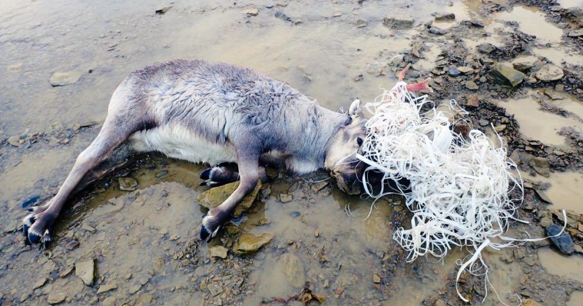 Reindeer Died After Getting Entangled in Plastic Waste on Svalbard