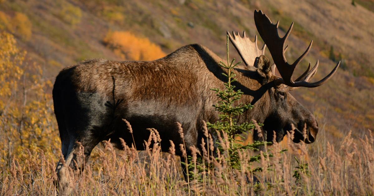 Walruses And Moose Head North With Warming Arctic