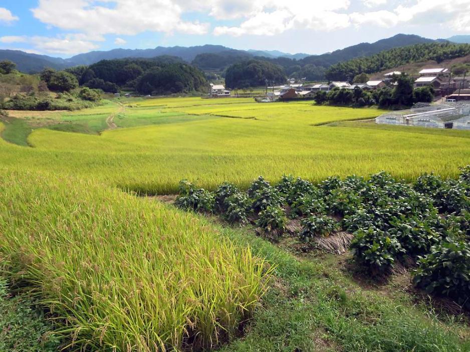 ancient farming