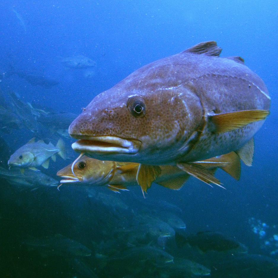 Nordøstarktisk torsk (skrei) er verdens største torskebestand. (Foto: Per Harald Olsen/NTNU)