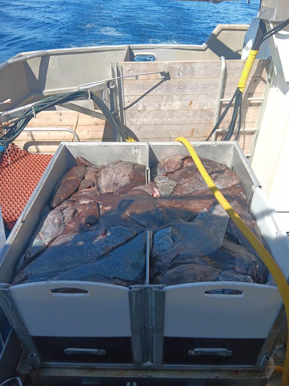 Blåkveitefangst. Ifølge Råfisklaget er 1.800 tonn av totalen hittil i år tatt på garn, 1.730 tonn på line/autoline og 530 tonn på snurrevad. (Foto: Ole-Martin Hansen). Blåkveitefangst