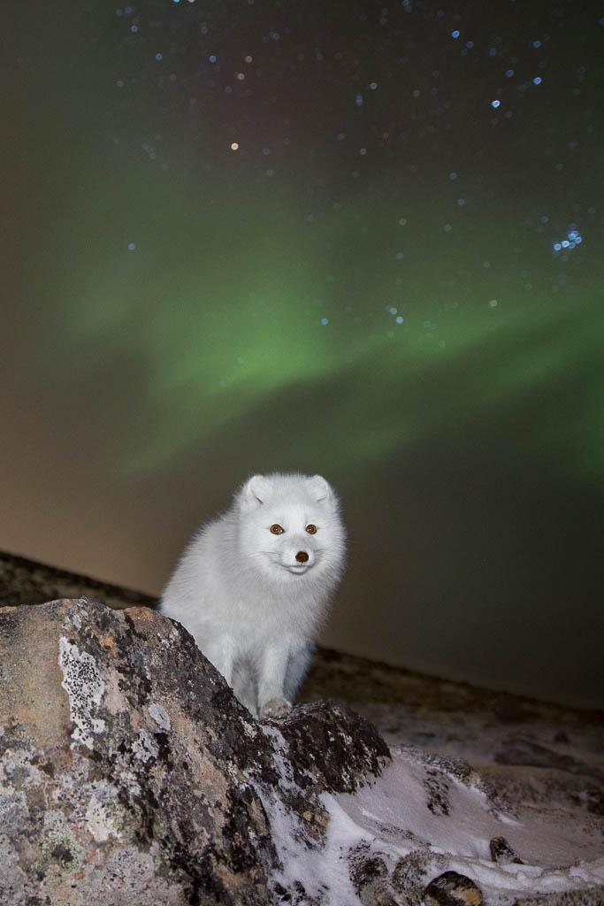 Altoppslukende fotojakt på Svalbard i 20 år