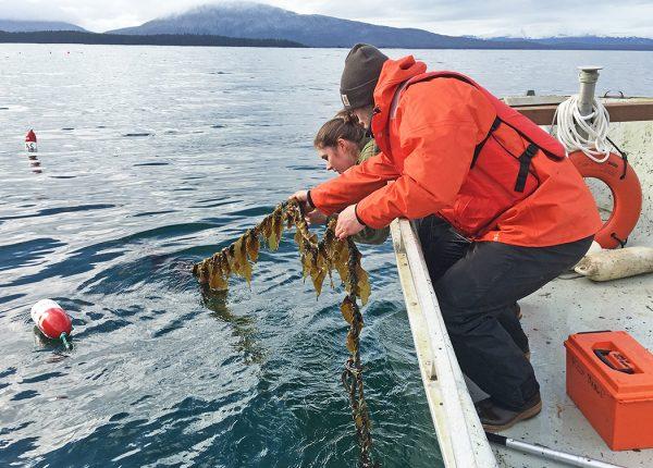Alaska Sea Grant offers webinar on seaweed farming. Technician Tamsen Peeples and University of Alaska Southeast undergraduate Eric Fagerstrom check on seaweed at an experimental site near Coghlan Island in Southeast Alaska. (Photo: Mieke Stekoll)