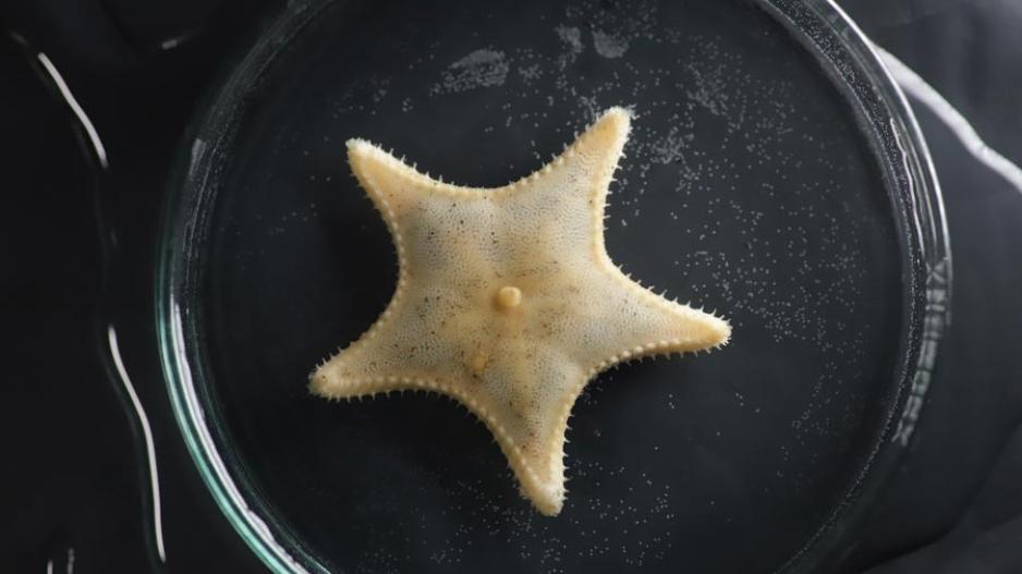 starfish