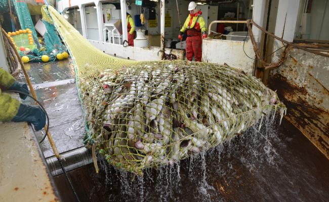 Norge og Russland har siden 1970-tallet samhandlet om forvaltningen av felles fiskebestander i Barentshavet, som verdens største torskebestand – den nordøstarktiske torsken. Bestanden er imidlertid i tilbakegang, og nå er det norsk-russisk enighet om å fiske mindre av den til neste år. (Foto: Kjartan Mæstad/Havforskningsinstituttet)