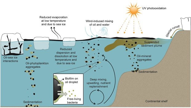 Science: Can nature clean up oil spills in the Arctic?